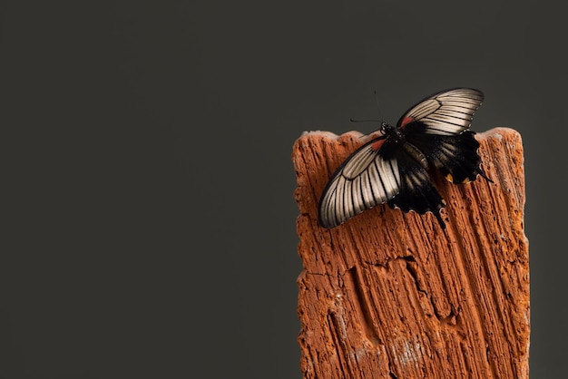 Vlinder papilio lowi stilleven concept op houten hand op donkergroene achtergrond menselijk en wild leven