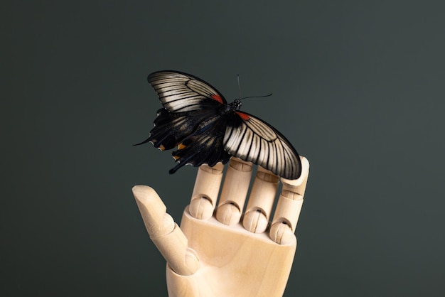 Vlinder papilio lowi stilleven concept op houten hand op donkergroene achtergrond menselijk en wild leven