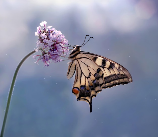 Vlinder Papilio machaon op een bloem