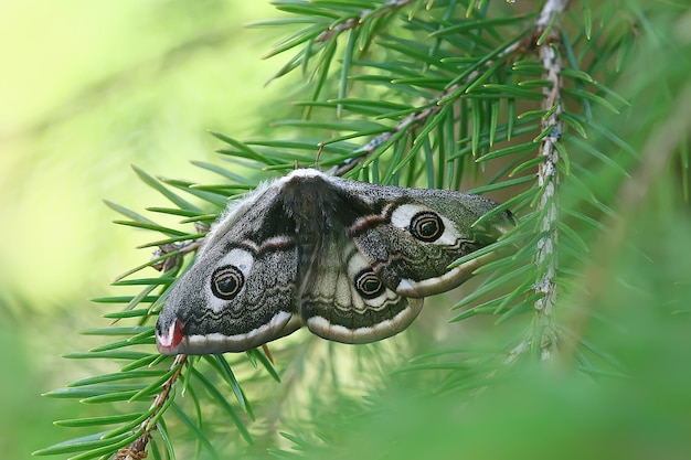 vlinder pauwoog nachtelijk / insect prachtige vlinder pauwoog, in het wild