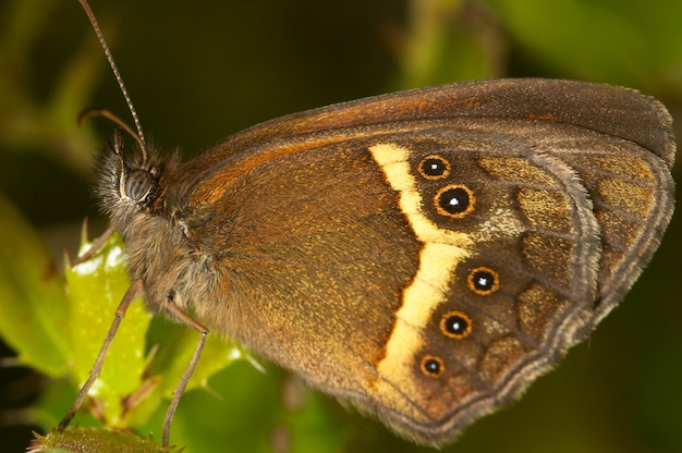 Vlinder (pyronia bathseba)