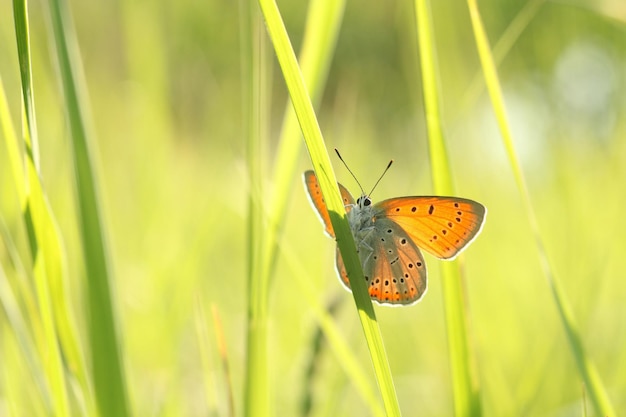 Vlinder tussen het verse groene gras in de zon