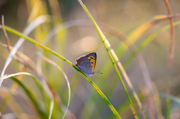 vlinder van Coenonympha, de foto is gemaakt in het veld in een inheemse habitat.