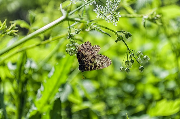 Vlinder van Zerynthia polyxena op een bloem in aard