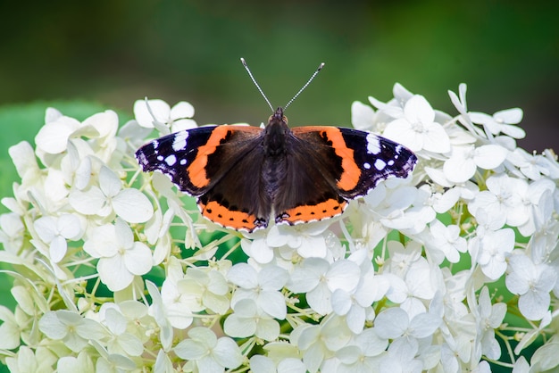 Vlinder zat op de bloemen van hortensia