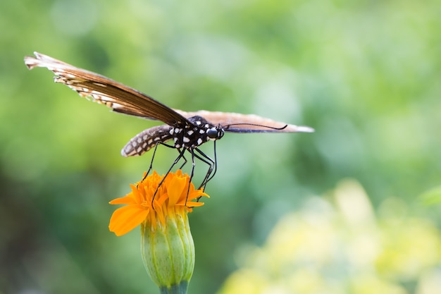 Vlinder zat op een bloem