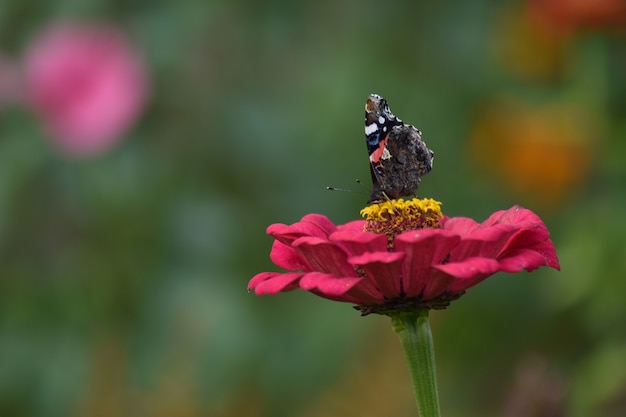 Vlinder zit op een bloem in de tuin