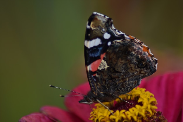 Vlinder zit op een bloem in de tuin