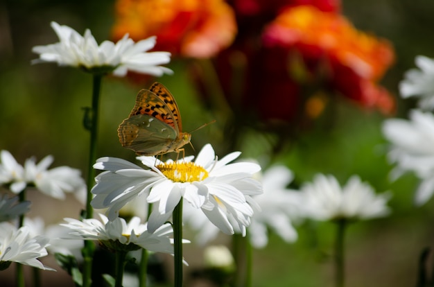 Vlinder zit op een kamille bloem. Zachte focus.