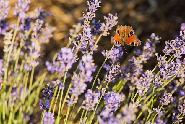 Vlinder zit op lavendelbloemen Selectieve focus