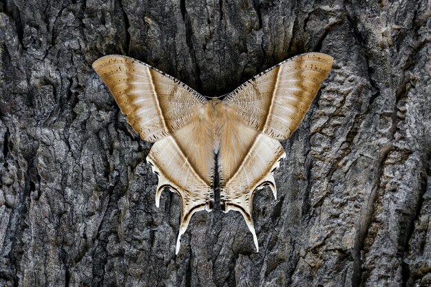 Foto vlindermot op boomstam