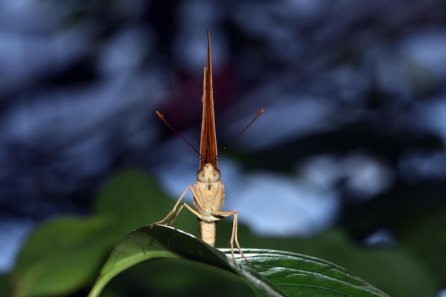 Vlinderpark in Bali, Indonesië.