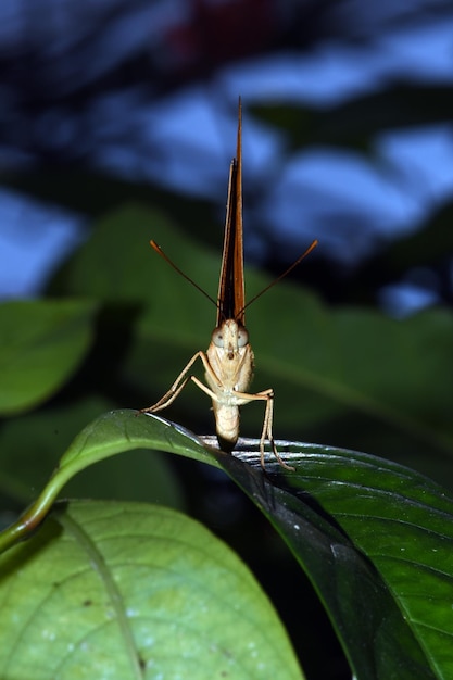 Vlinderpark in Bali, Indonesië.