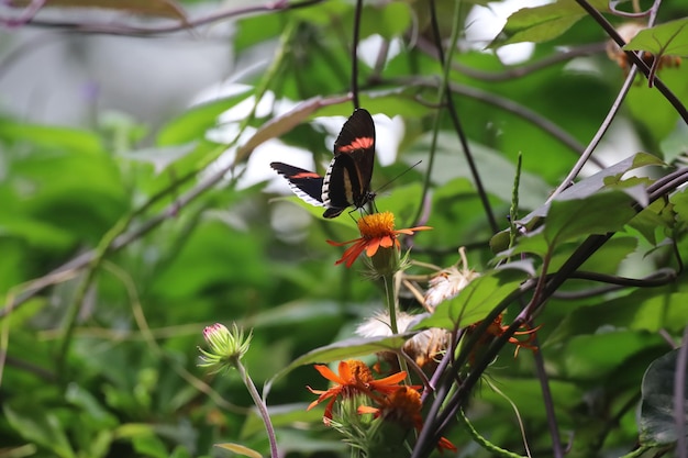 Vlinders aan de California Academy of Science