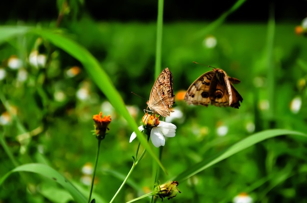 Vlinders die op bloemen bestuiven