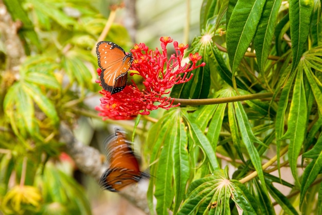 Vlinders en rode bloem in costa rica