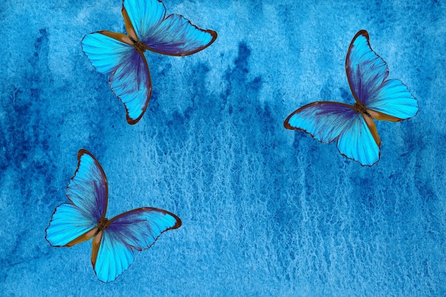 Vlinders in blauw water
