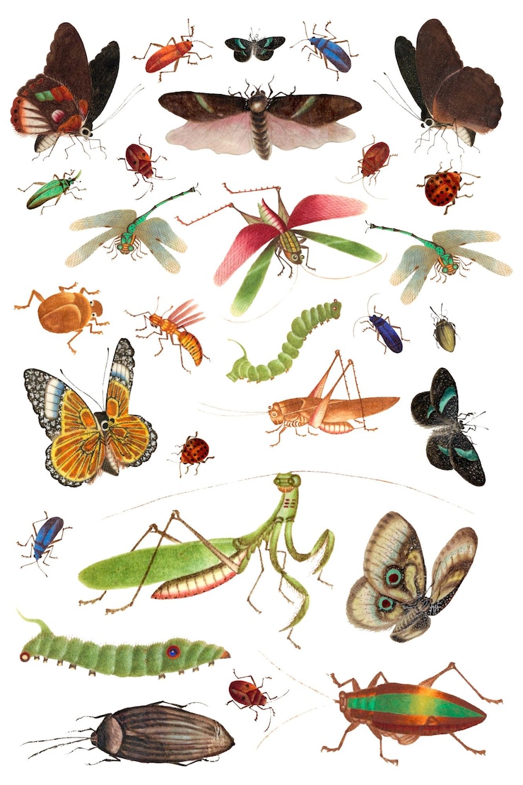 Foto vlinders insecten en rupsjes png vintage illustratie set