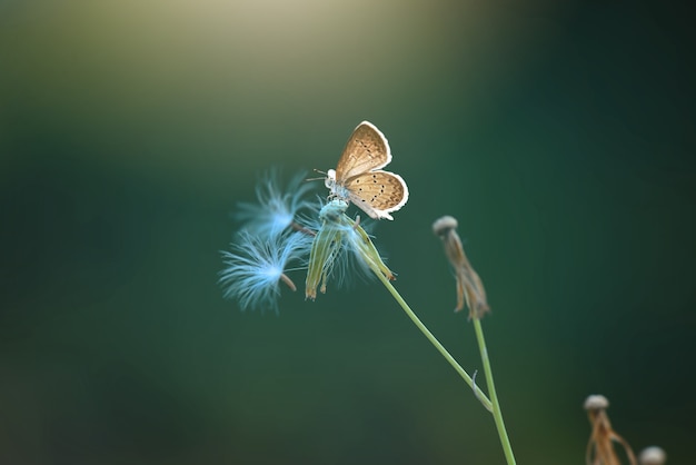 Vlinders op bloem