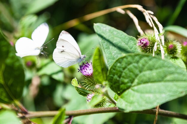 Vlinders op bloemen van grotere klisplant