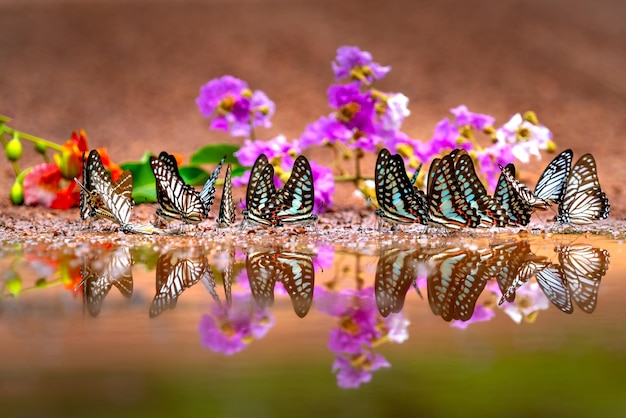 Vlinders op de plas Foto