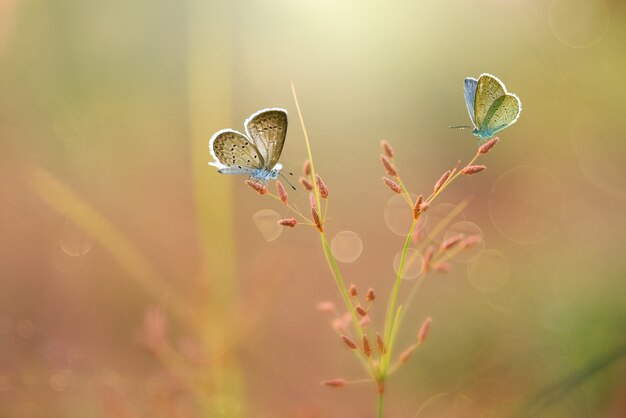 Vlinders op gras