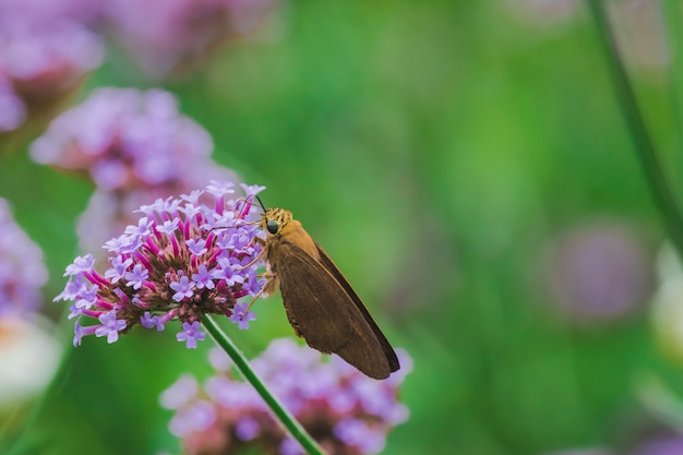 Vlinders op Verbena zijn bloeiend en mooi in het regenseizoen.