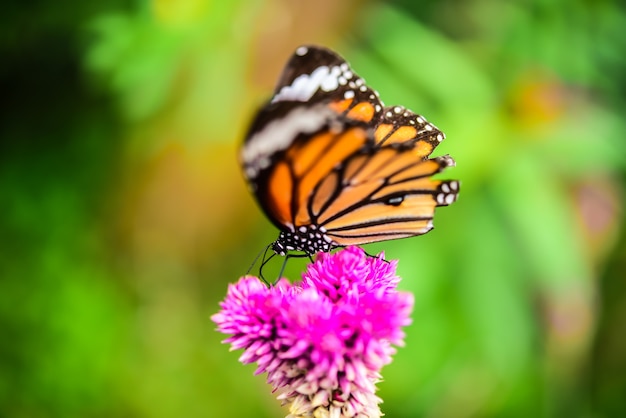 Vlinders vliegen naar bloemeneilanden midden in de natuur.