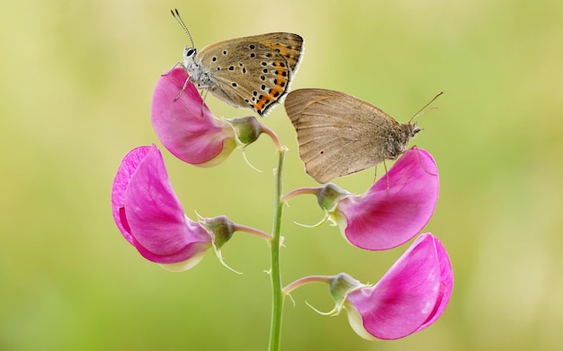 Vlinders zitten op een roze bloem.