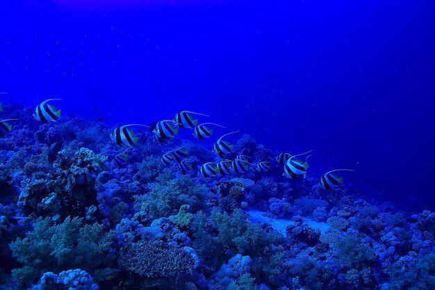 Vlindervissen onderwater kudde duiken in de zee achtergrond wild onder water natuur