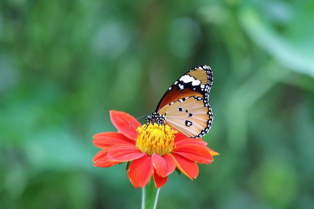 Vlindervlieg in de ochtendnatuur