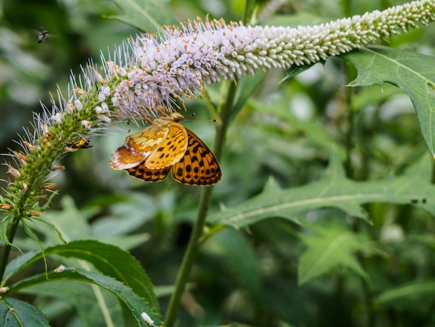 vlindervlieg naar de bloemen in het park