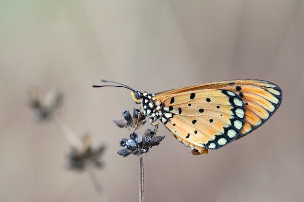 Vlinderzitting op wilde bloem in de aardhabitat, het wild