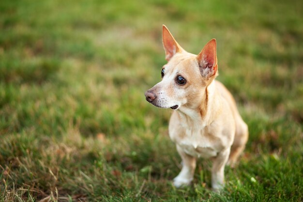 Vlotte chihuahua hond op een wandeling. Roodharigechihuahua in het groene gras van de zomer. Een hond loopt in het park op een herfstdag. Het concept van huisdieren. Blij huisdier in het wild. Loop met de hond. hond wacht