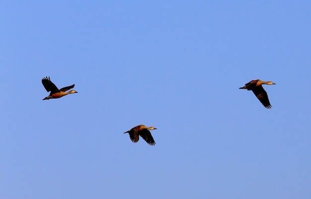 Vlucht van trekvogels in Bangladesh