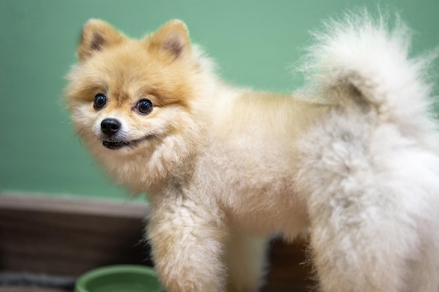 Voeden van huisdier mooi ras Pommeren Spitz hond Gezonde hondje kijkt naar kom met eten