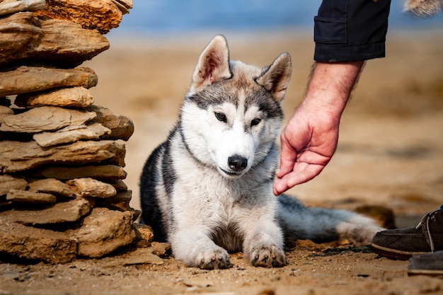 Foto voedende hond. siberische husky hond