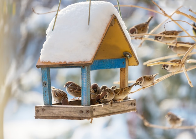 Voederbak voor vogels