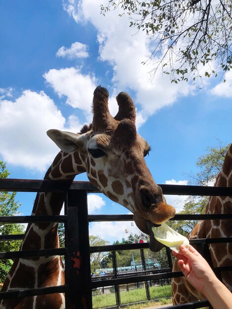 Foto voeding voor giraffen