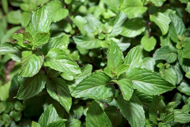 VOEDSEL; pepermuntplant in een tuin