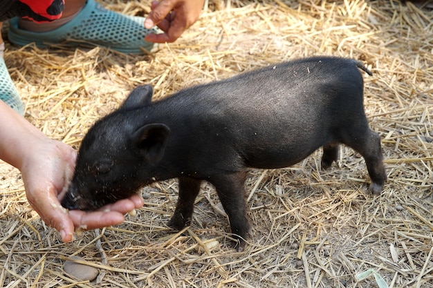 Foto voedsel voeren voor berkshire of kurobuta varken op de boerderij