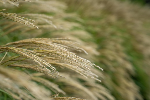 Voedselgewas regeneratieve landbouw boerderij die tarwe en gerst verbouwt Duurzame landbouw in Australië teelt ranch