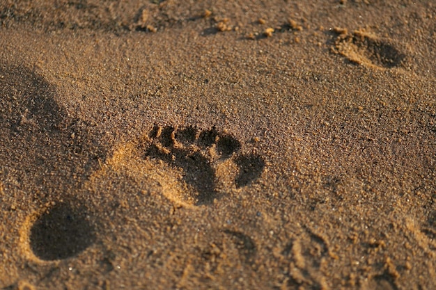 Voetafdruk op het natte zand van het strand