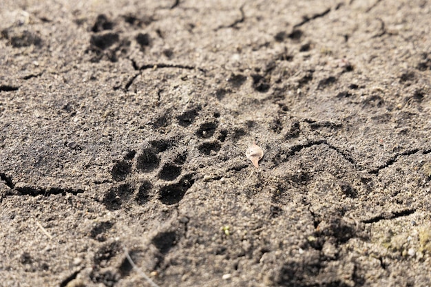 Voetafdruk van de hond op de grond