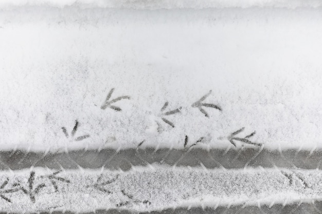 Voetafdrukken in de sneeuw. Voetafdrukken op de eerste sneeuw. Afdruk van schoenen en voetafdrukken van dieren en vogels in de sneeuw.