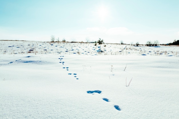 Foto voetafdrukken in het sneeuwlandschap met blauwe hemel