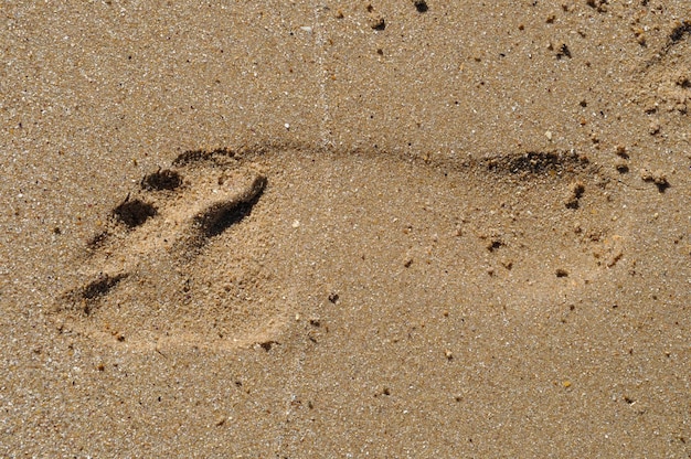 Voetafdrukken in het zand van een strand