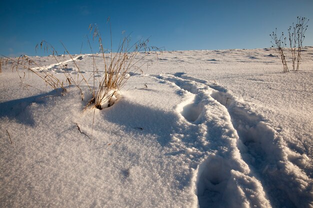 Voetafdrukken op sneeuwbanken na wandelen, bevriezen en winterse sneeuwval