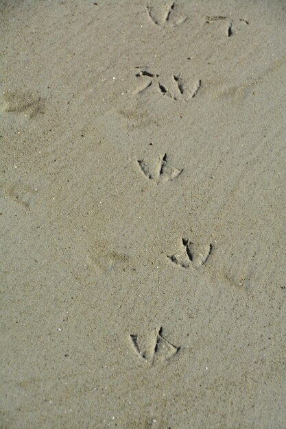 Foto voetafdrukken van vogels op het zand