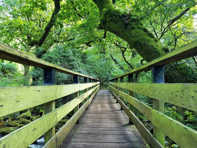 Foto voetbrug in het bos